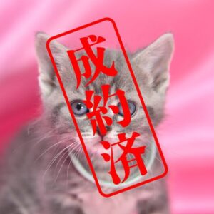 アメリカンショートヘア 2025/12/3生まれ②