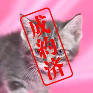 アメリカンショートヘア 2025/12/3生まれ④