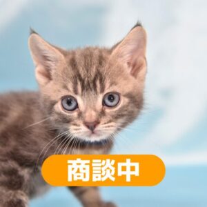 アメリカンショートヘア 2025/12/3生まれ①