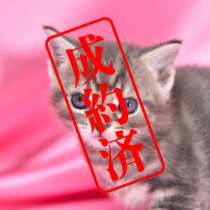 アメリカンショートヘア 2025/12/8生まれ①