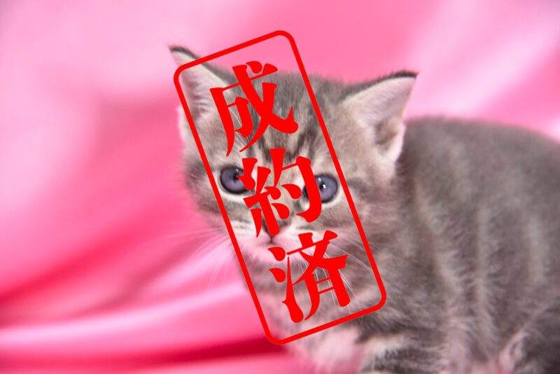 アメリカンショートヘア 2025/12/8生まれ①