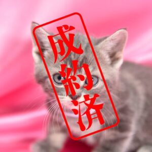 アメリカンショートヘア 2025/12/3生まれ③