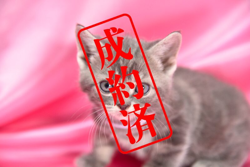 アメリカンショートヘア 2025/12/3生まれ③